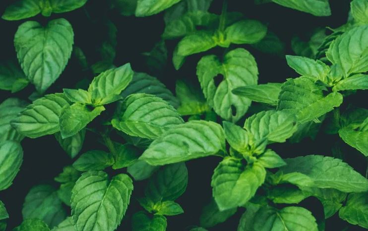 8 loại cây đuổi ruồi muỗi tốt nhất cho sân vườn của bạn- Ảnh 6.