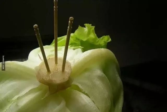 Cắm tăm vào cuống xà lách, ai nghĩ ra mẹo này xin hãy nhận 1 lạy của tôi!- Ảnh 3. Cắm tăm vào cuống xà lách, ai nghĩ ra mẹo này xin hãy nhận 1 lạy của tôi!- Ảnh 3.