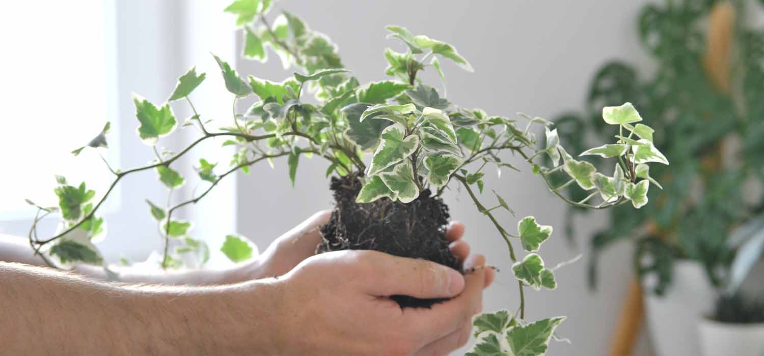 Để loại cây này trong nhà tắm, nấm mốc sẽ biến mất, không khí khô thoáng hơn: Mùa đông càng nên trồng- Ảnh 1.