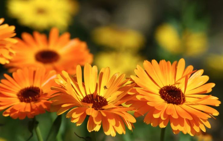 8 loại cây đuổi ruồi muỗi tốt nhất cho sân vườn của bạn- Ảnh 8.