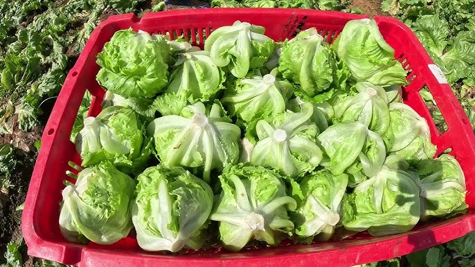 Chị bán rau ở chợ đầu mối chia sẻ: 4 loại rau tăng sốc nhất tháng này – và 4 món rẻ bằng một nửa để thay thế ngay- Ảnh 3.