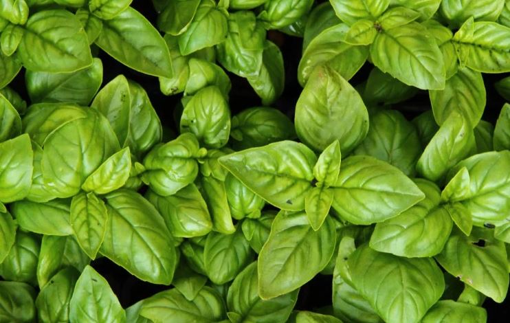 8 loại cây đuổi ruồi muỗi tốt nhất cho sân vườn của bạn- Ảnh 5.