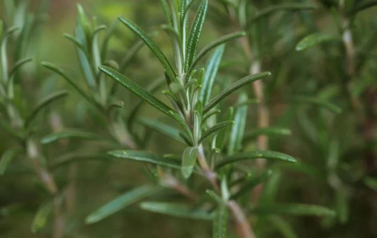 8 loại cây đuổi ruồi muỗi tốt nhất cho sân vườn của bạn- Ảnh 7.