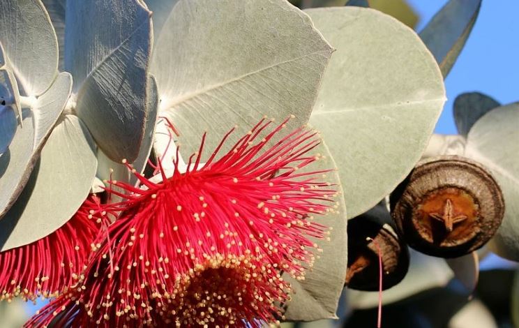 8 loại cây đuổi ruồi muỗi tốt nhất cho sân vườn của bạn- Ảnh 2.