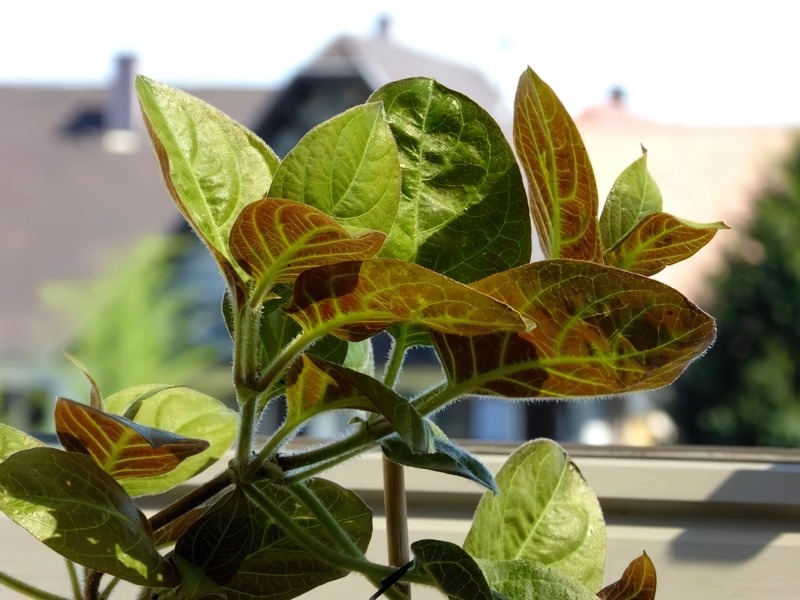 5 loại rau "ít thuốc, siêu lành": Giá rẻ nhất chợ Việt, không mua quá phí- Ảnh 4.