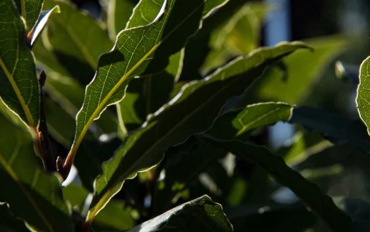 8 loại cây đuổi ruồi muỗi tốt nhất cho sân vườn của bạn- Ảnh 4.