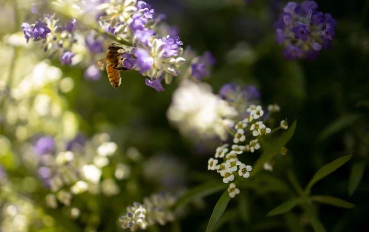 8 loại cây đuổi ruồi muỗi tốt nhất cho sân vườn của bạn- Ảnh 1.