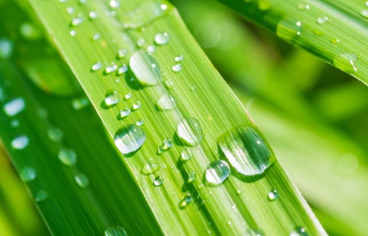 8 loại cây đuổi ruồi muỗi tốt nhất cho sân vườn của bạn- Ảnh 3.