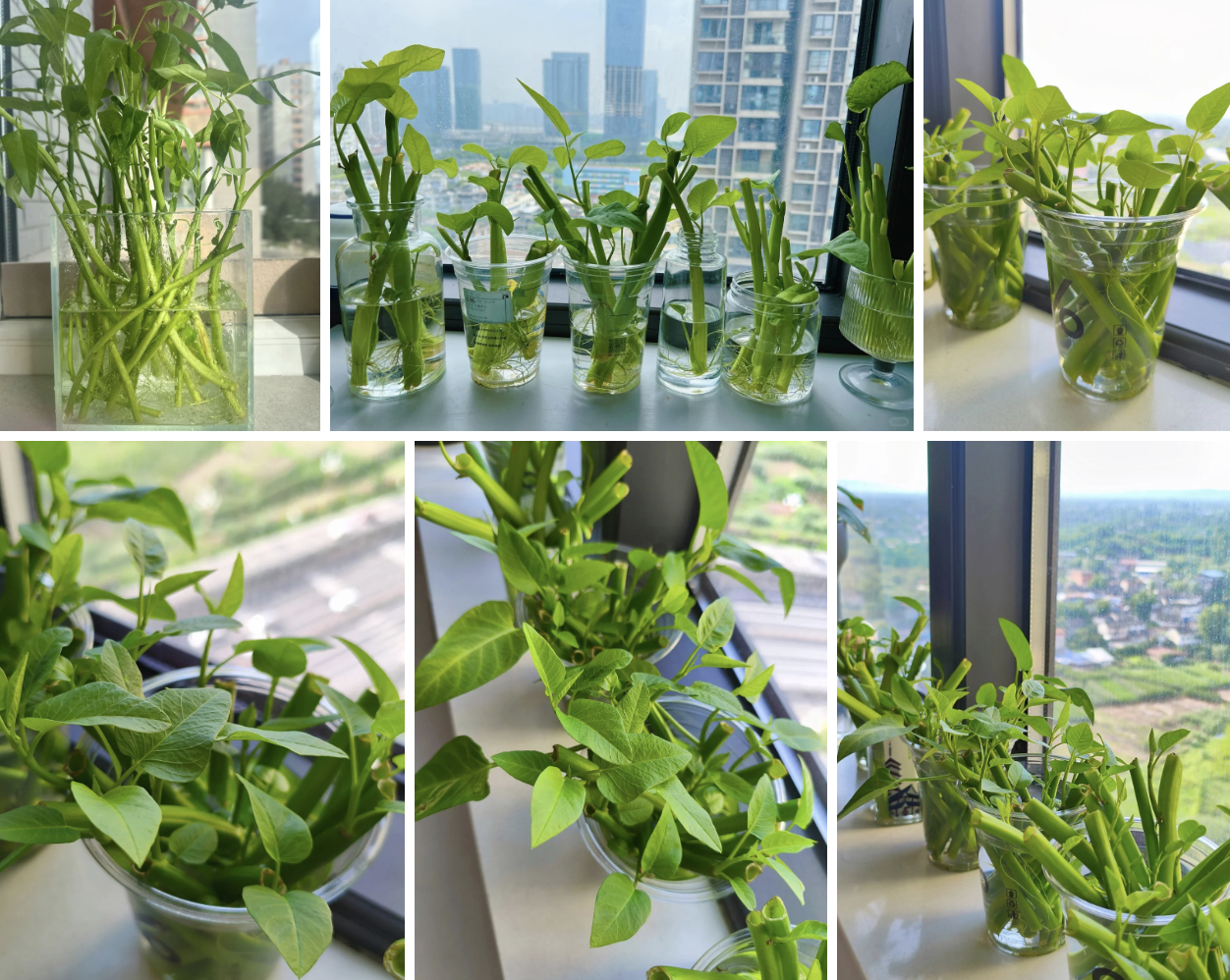 Giá rau tăng vùn vụt, chị em rủ nhau trồng rau muống thủy canh: Cắm cọng rau vào nước là có cả bình ăn mệt nghỉ- Ảnh 2.