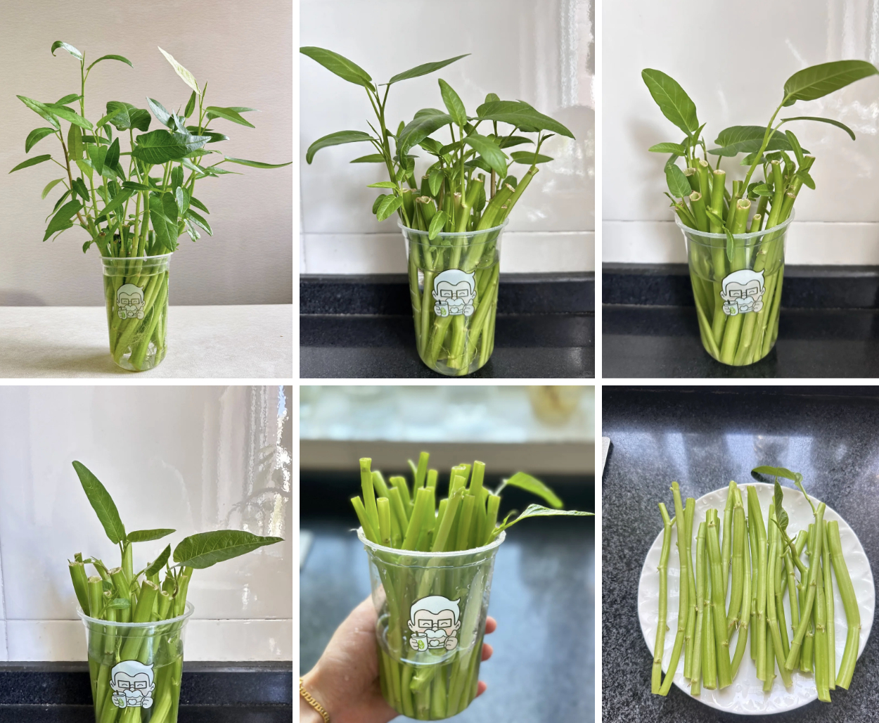Giá rau tăng vùn vụt, chị em rủ nhau trồng rau muống thủy canh: Cắm cọng rau vào nước là có cả bình ăn mệt nghỉ- Ảnh 3.