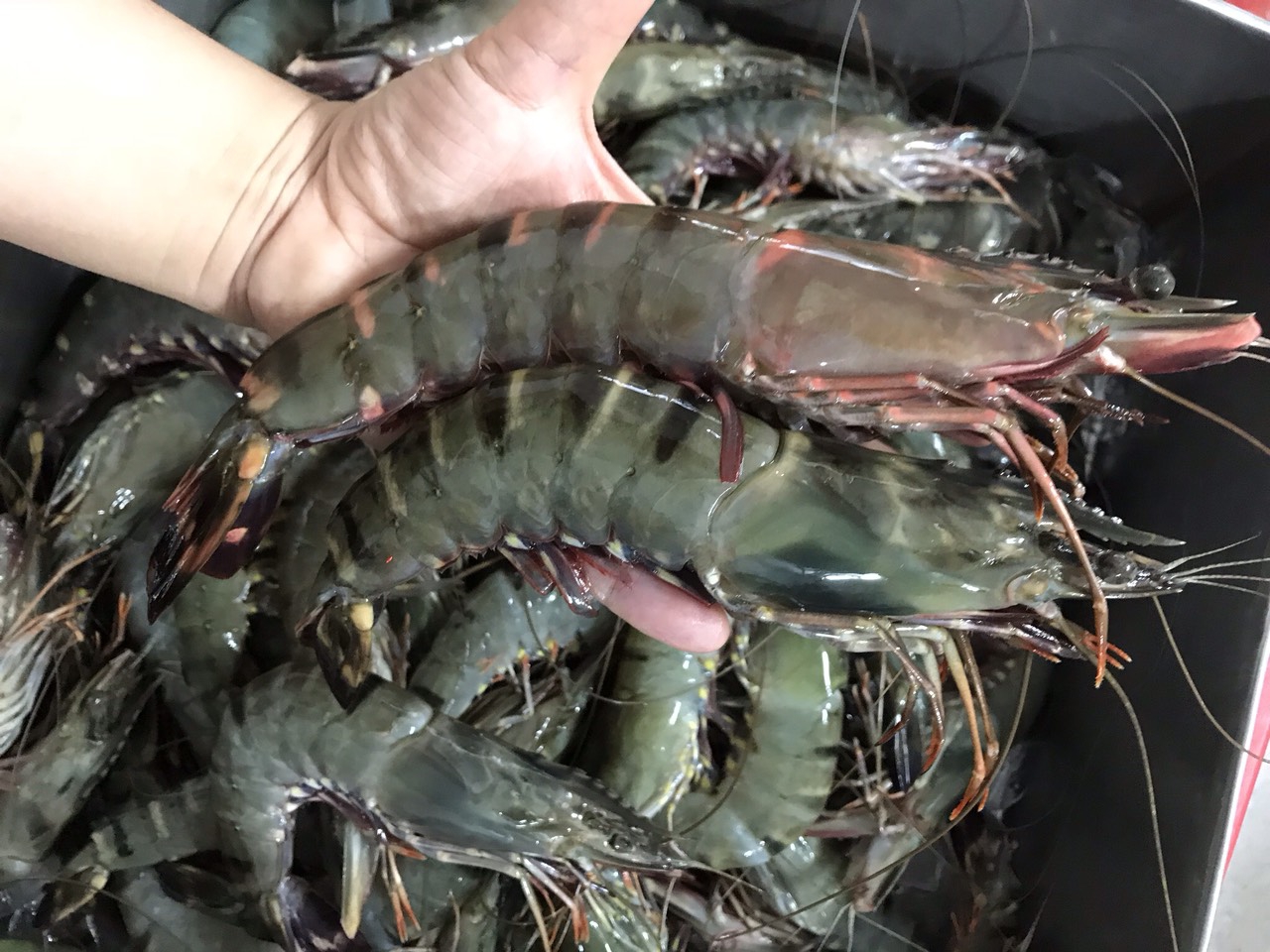 Vượt Mỹ, TQ chi hơn 1 tỷ USD mua sản vật dưới nước của VN: Nước ta có công nghệ chế biến dẫn đầu thế giới- Ảnh 2.