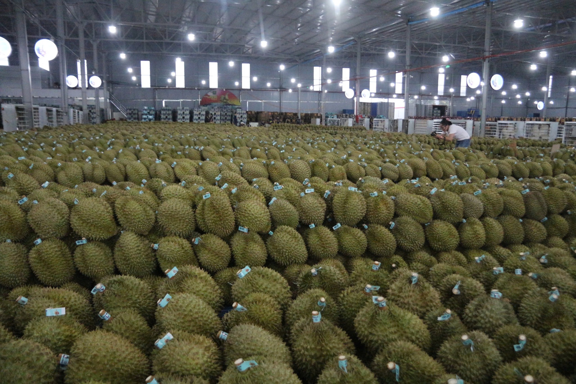 Mua hồ sơ xuất khẩu sầu riêng với giá... hàng trăm triệu đồng!- Ảnh 7. Mua hồ sơ xuất khẩu sầu riêng với giá... hàng trăm triệu đồng!- Ảnh 7.