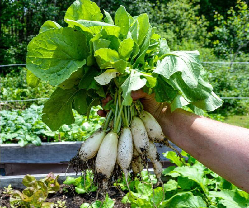 4 loại rau củ mùa lạnh cực ít thuốc trừ sâu nhưng cực giàu dinh dưỡng, "báu vật" sức khỏe: Chợ Việt bán la liệt- Ảnh 2.