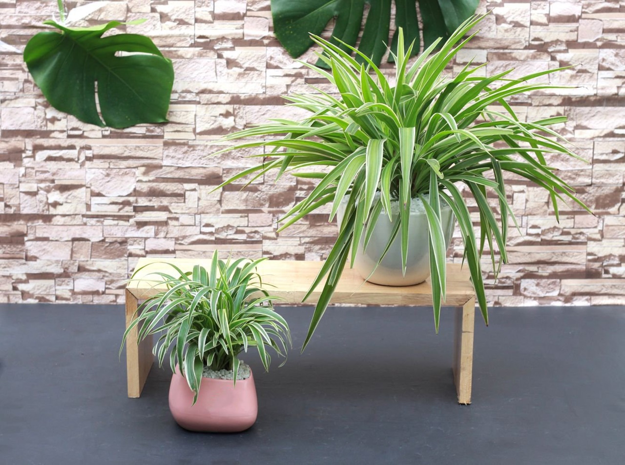 Không Phải Mê Tín: 6 Loại Cây Cảnh Trồng Trong Nhà Giúp Cả Gia Đình “Vượng Khí”, Detox Không Khí Mùa Lạnh- Ảnh 6. Không Phải Mê Tín: 6 Loại Cây Cảnh Trồng Trong Nhà Giúp Cả Gia Đình “Vượng Khí”, Detox Không Khí Mùa Lạnh- Ảnh 6.