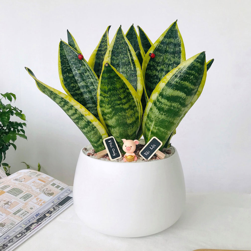 Không Phải Mê Tín: 6 Loại Cây Cảnh Trồng Trong Nhà Giúp Cả Gia Đình “Vượng Khí”, Detox Không Khí Mùa Lạnh- Ảnh 3. Không Phải Mê Tín: 6 Loại Cây Cảnh Trồng Trong Nhà Giúp Cả Gia Đình “Vượng Khí”, Detox Không Khí Mùa Lạnh- Ảnh 3.