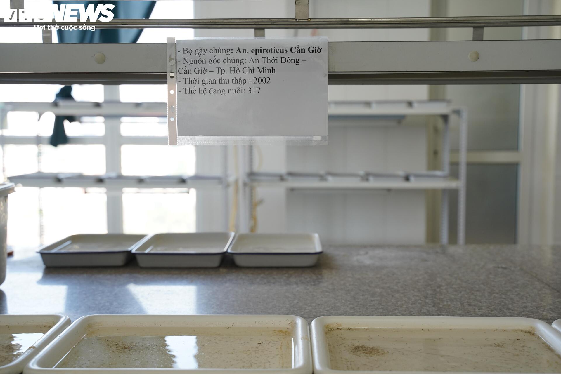 Bên trong 'công xưởng' nuôi muỗi để dập dịch sốt xuất huyết- Ảnh 10.