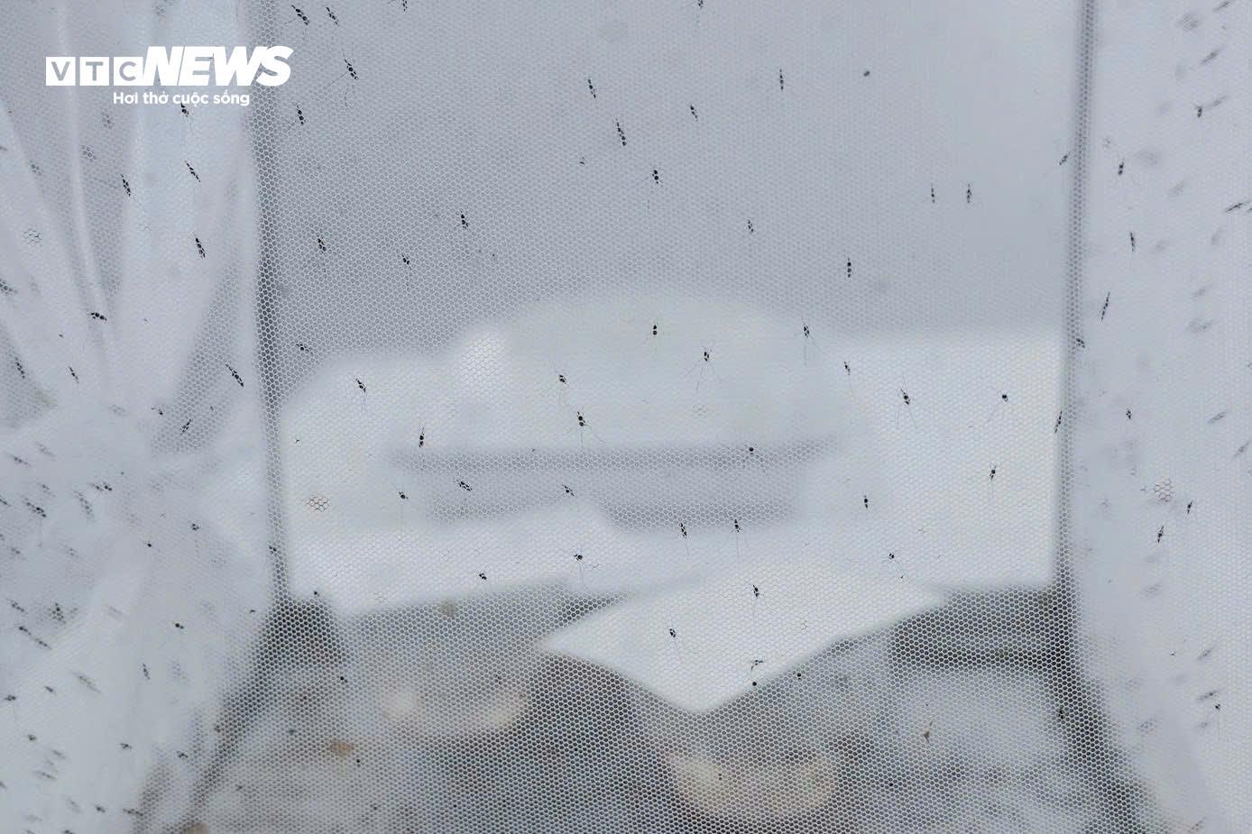 Bên trong 'công xưởng' nuôi muỗi để dập dịch sốt xuất huyết- Ảnh 4.