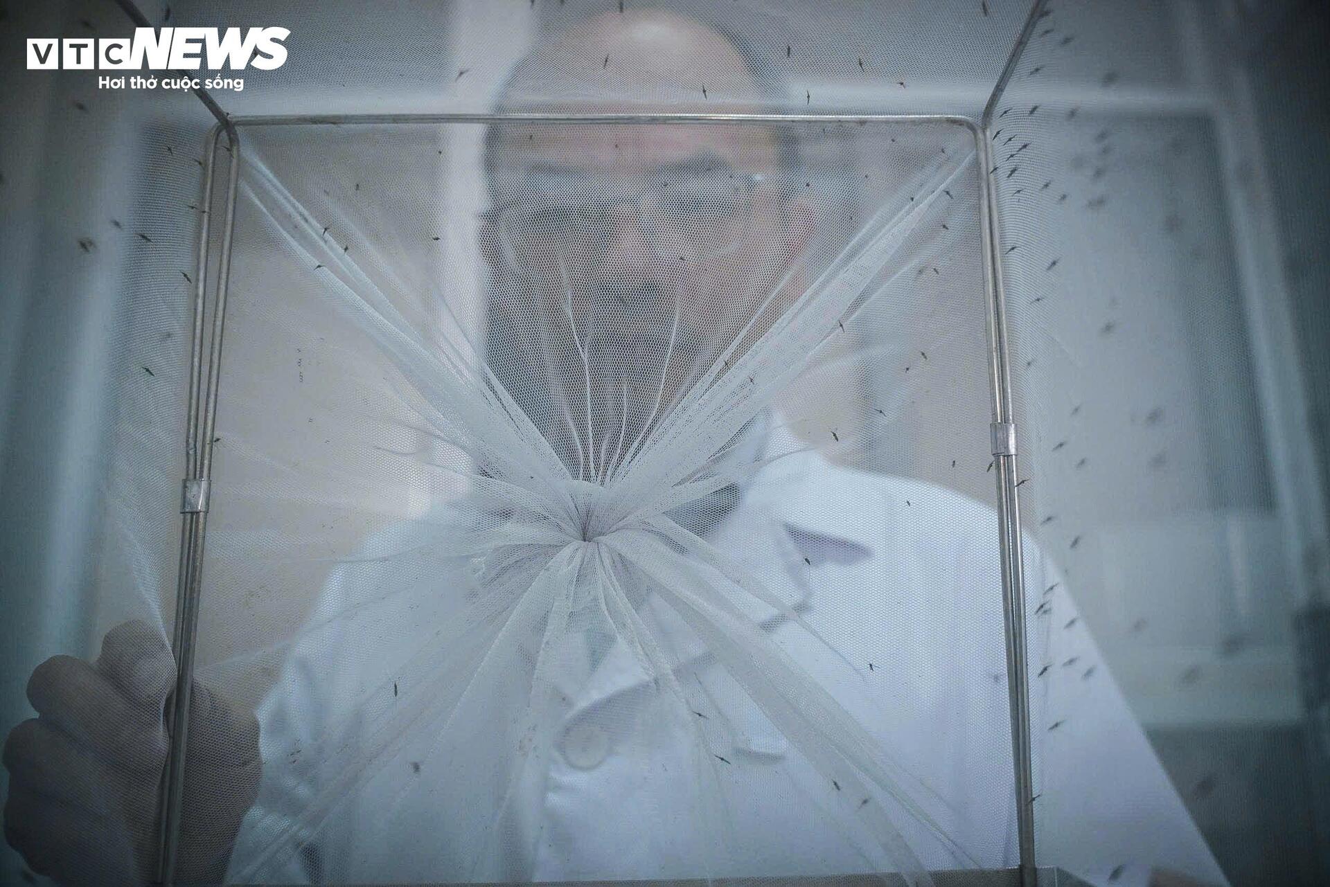 Bên trong 'công xưởng' nuôi muỗi để dập dịch sốt xuất huyết- Ảnh 1.