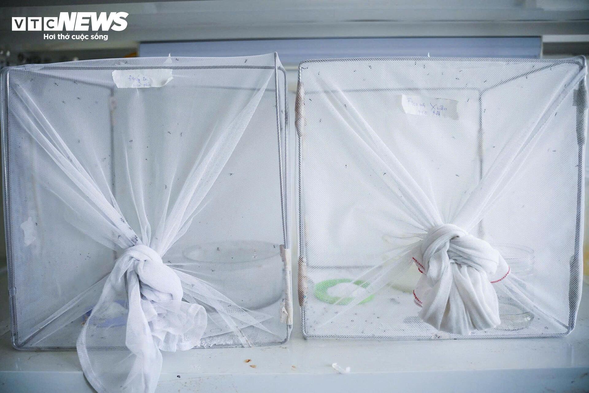 Bên trong 'công xưởng' nuôi muỗi để dập dịch sốt xuất huyết- Ảnh 2.