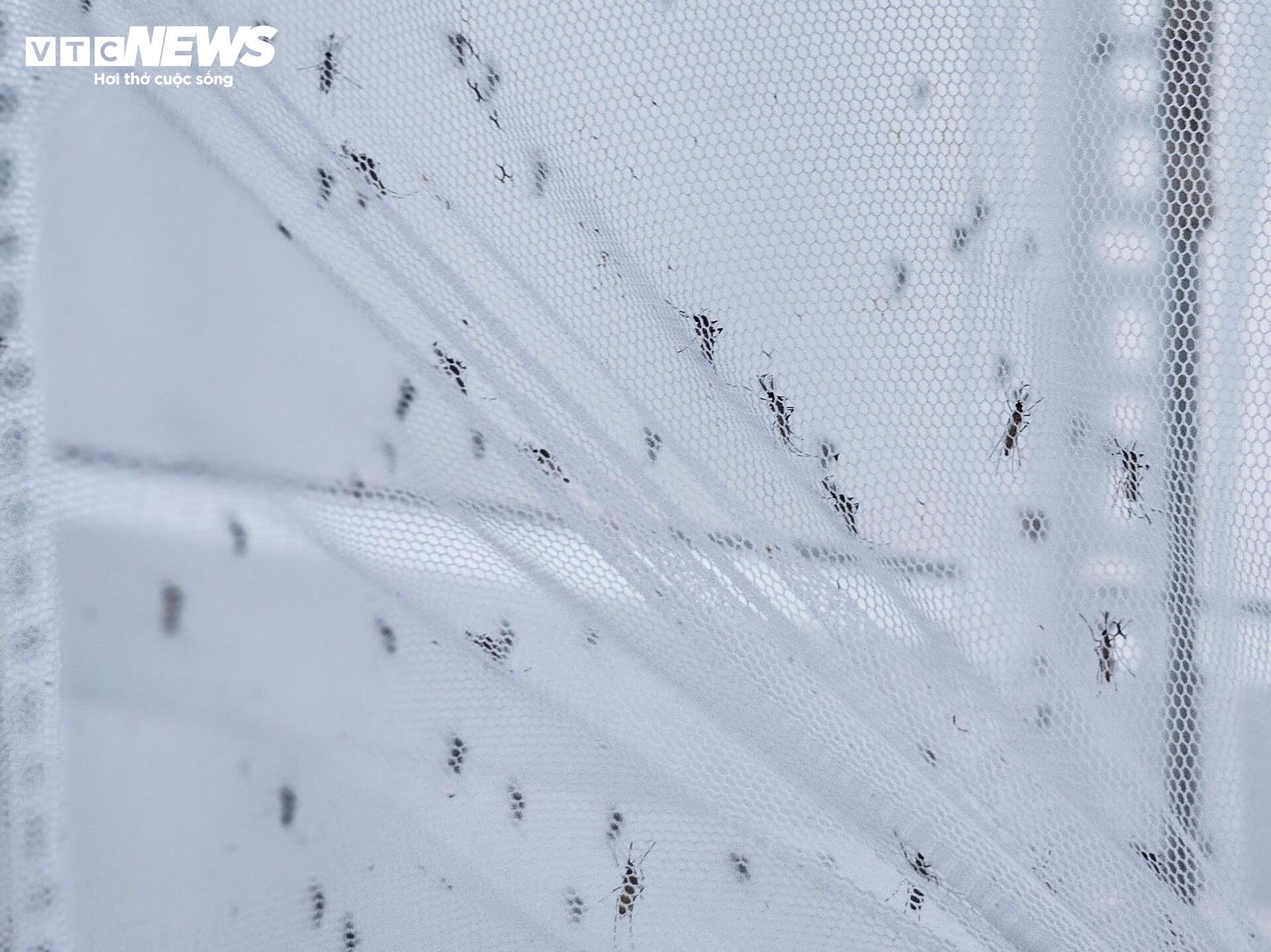 Bên trong 'công xưởng' nuôi muỗi để dập dịch sốt xuất huyết- Ảnh 7.