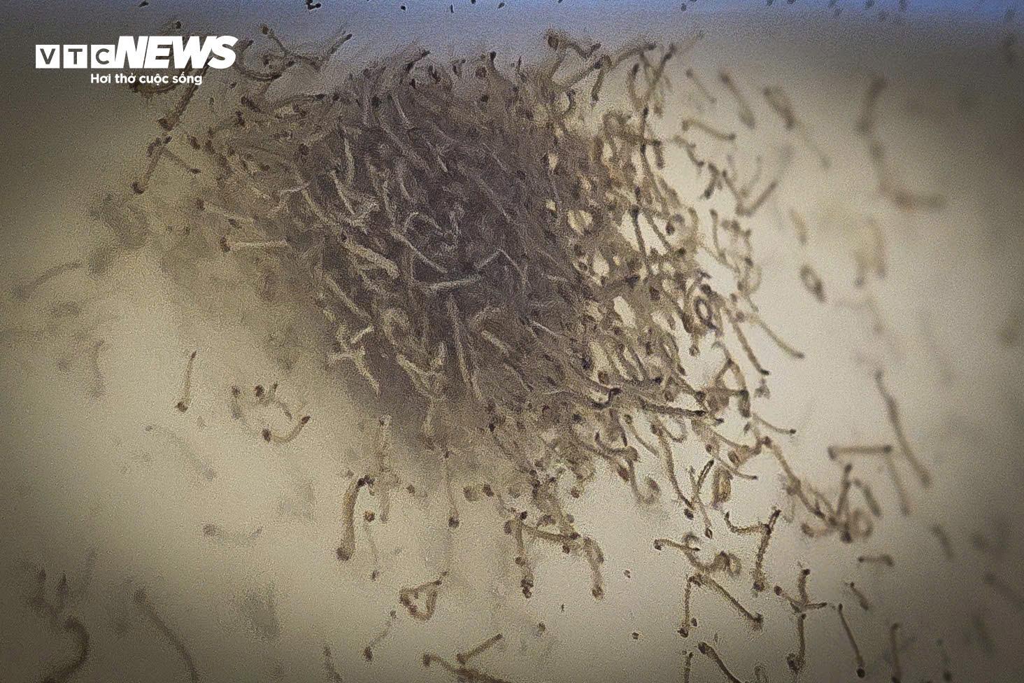 Bên trong 'công xưởng' nuôi muỗi để dập dịch sốt xuất huyết- Ảnh 3.