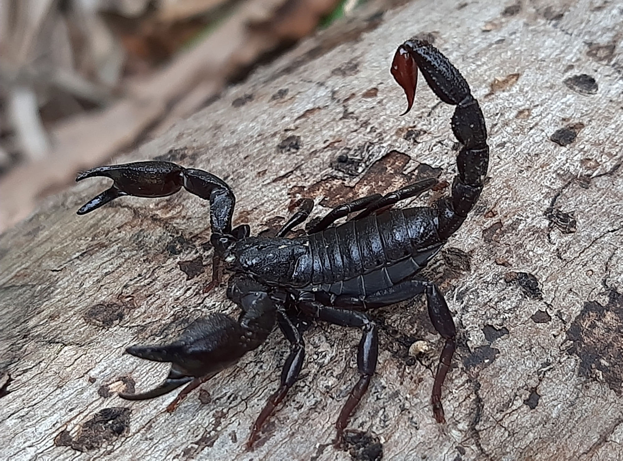 Thuốc ung thư đột phá từ nọc độc bọ cạp?- Ảnh 1.