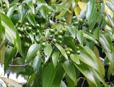 Loài cây gia vị quý của thế giới Việt Nam đang trồng bạt ngàn: Từ vỏ đến lá đều hái ra tiền, nước ta cùng Trung Quốc cạnh tranh ngôi vương của thế giới - Ảnh 1.