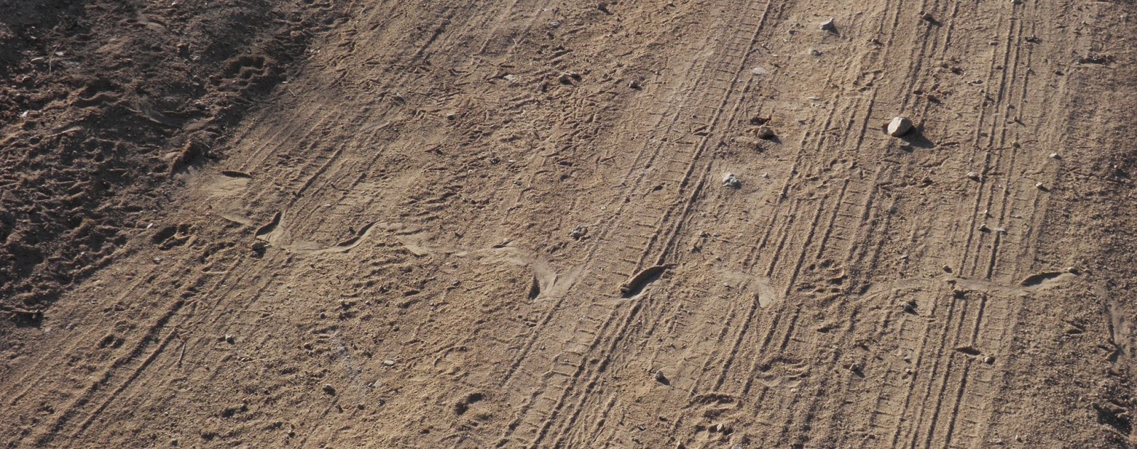 6 สัญญาณบ่งบอกว่าสวนของคุณมีงู และวิธีรับมือ - ภาพที่ 5 6 สัญญาณบ่งบอกว่าสวนของคุณมีงู และวิธีรับมือ - ภาพที่ 5