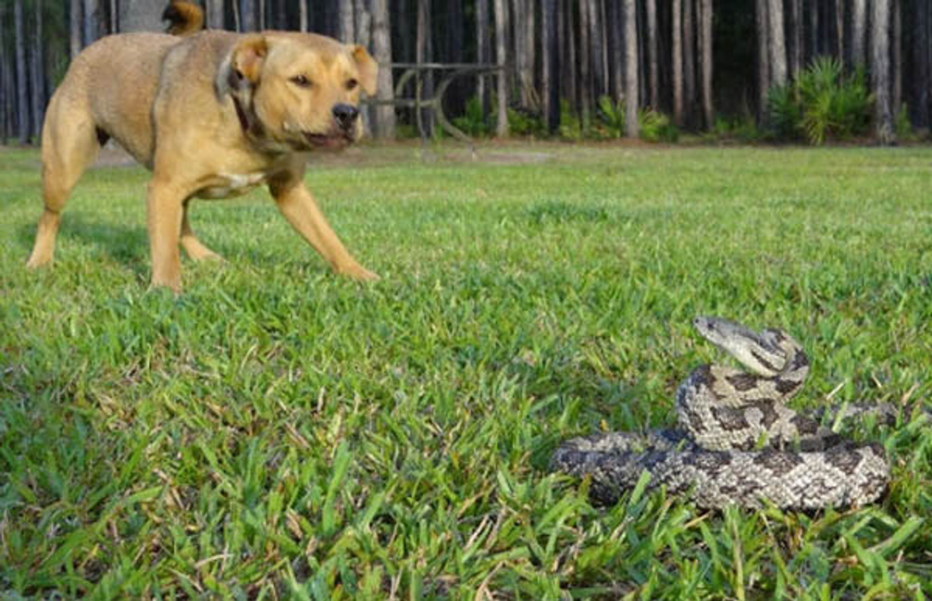 6 สัญญาณที่บอกว่าสวนของคุณมีงู และวิธีรับมือ - ภาพที่ 2 6 สัญญาณที่บอกว่าสวนของคุณมีงู และวิธีรับมือ - ภาพที่ 2