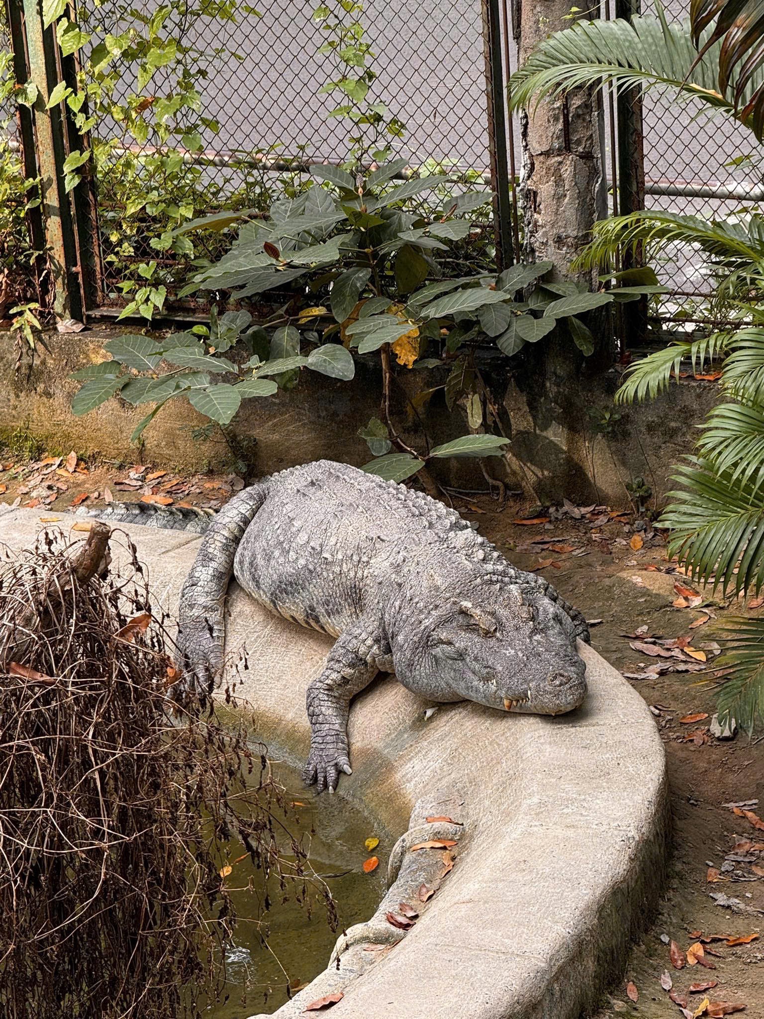 "Nằm im cũng dính đạn": Cá sấu Thảo Cầm Viên được rửa oan và lại gây bão mạng- Ảnh 3.