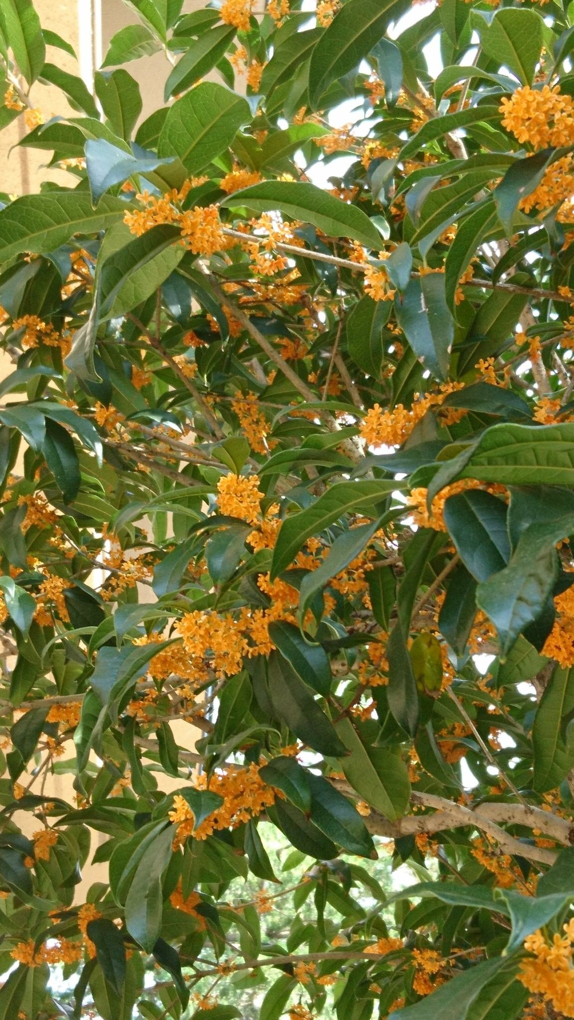 Ông bà dặn con cháu: Trông sân biết lộc, nhìn ngõ rõ phúc - Sân nhà có 5 cây này, cả năm chẳng lo nghèo- Ảnh 3. Ông bà dặn con cháu: Trông sân biết lộc, nhìn ngõ rõ phúc - Sân nhà có 5 cây này, cả năm chẳng lo nghèo- Ảnh 3.