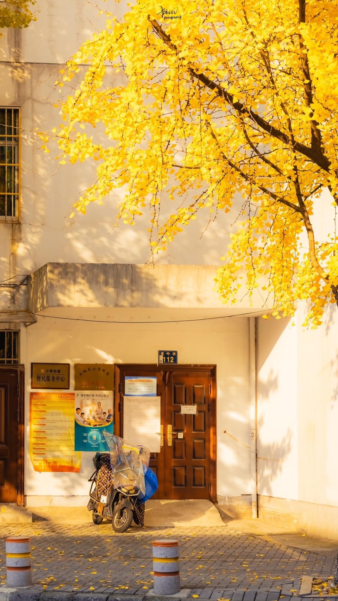 Ông bà dặn con cháu: Trông sân biết lộc, nhìn ngõ rõ phúc - Sân nhà có 5 cây này, cả năm chẳng lo nghèo- Ảnh 5. Ông bà dặn con cháu: Trông sân biết lộc, nhìn ngõ rõ phúc - Sân nhà có 5 cây này, cả năm chẳng lo nghèo- Ảnh 5.