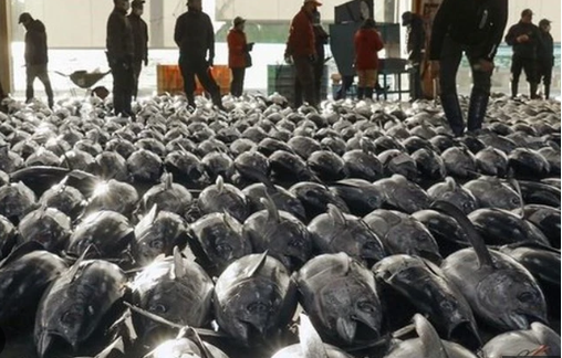 Một loại &lsquo;si&ecirc;u thực phẩm&rsquo; của Việt Nam đang được Nga cực kỳ ưa chuộng: Ưu đ&atilde;i thuế nhập khẩu 0%, hơn 75 thị trường đang l&agrave; kh&aacute;ch ruột- Ảnh 1.