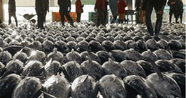 Một loại &lsquo;si&ecirc;u thực phẩm&rsquo; của Việt Nam đang được Nga cực kỳ ưa chuộng: Ưu đ&atilde;i thuế nhập khẩu 0%, hơn 75 thị trường đang l&agrave; kh&aacute;ch ruột