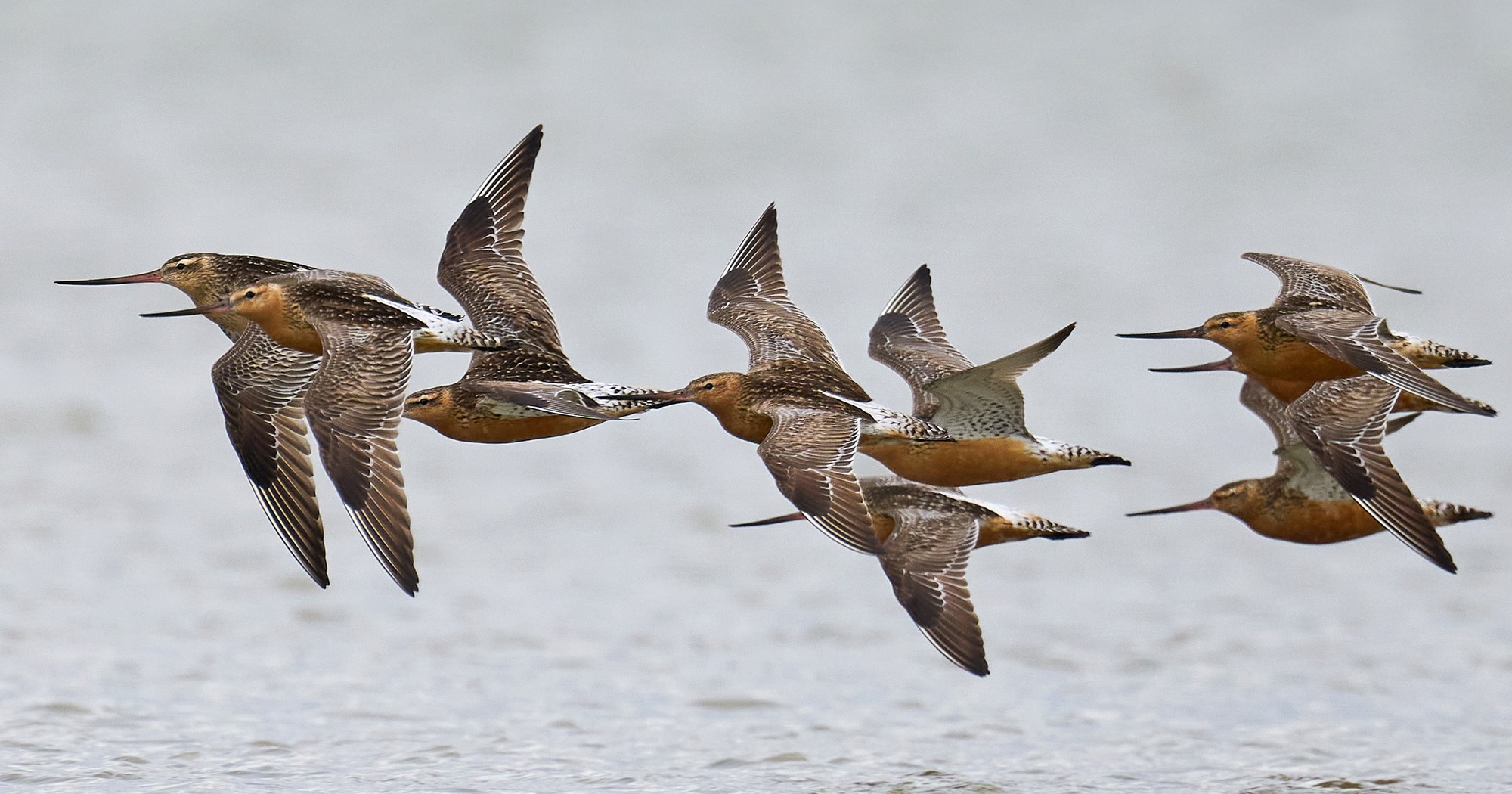 Loài chim bay liền 11 ngày không ăn uống, vượt 13.560 km và sống sót nhờ ăn nội tạng của chính mình- Ảnh 8. Loài chim bay liền 11 ngày không ăn uống, vượt 13.560 km và sống sót nhờ ăn nội tạng của chính mình- Ảnh 8.
