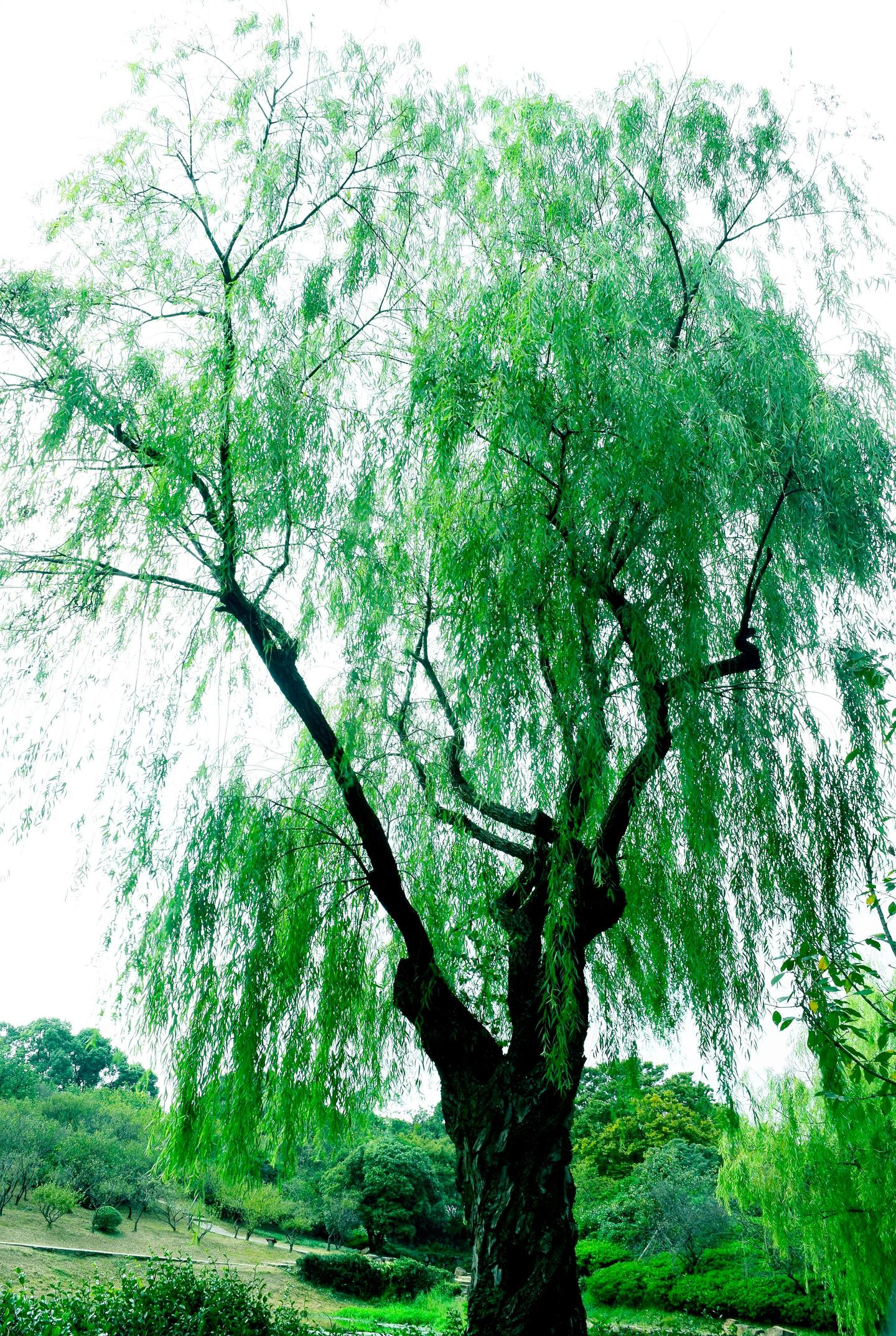 Người xưa dặn: Tránh xa 5 loại cây “âm” này vì dễ rước vận xấu vào nhà- Ảnh 3.