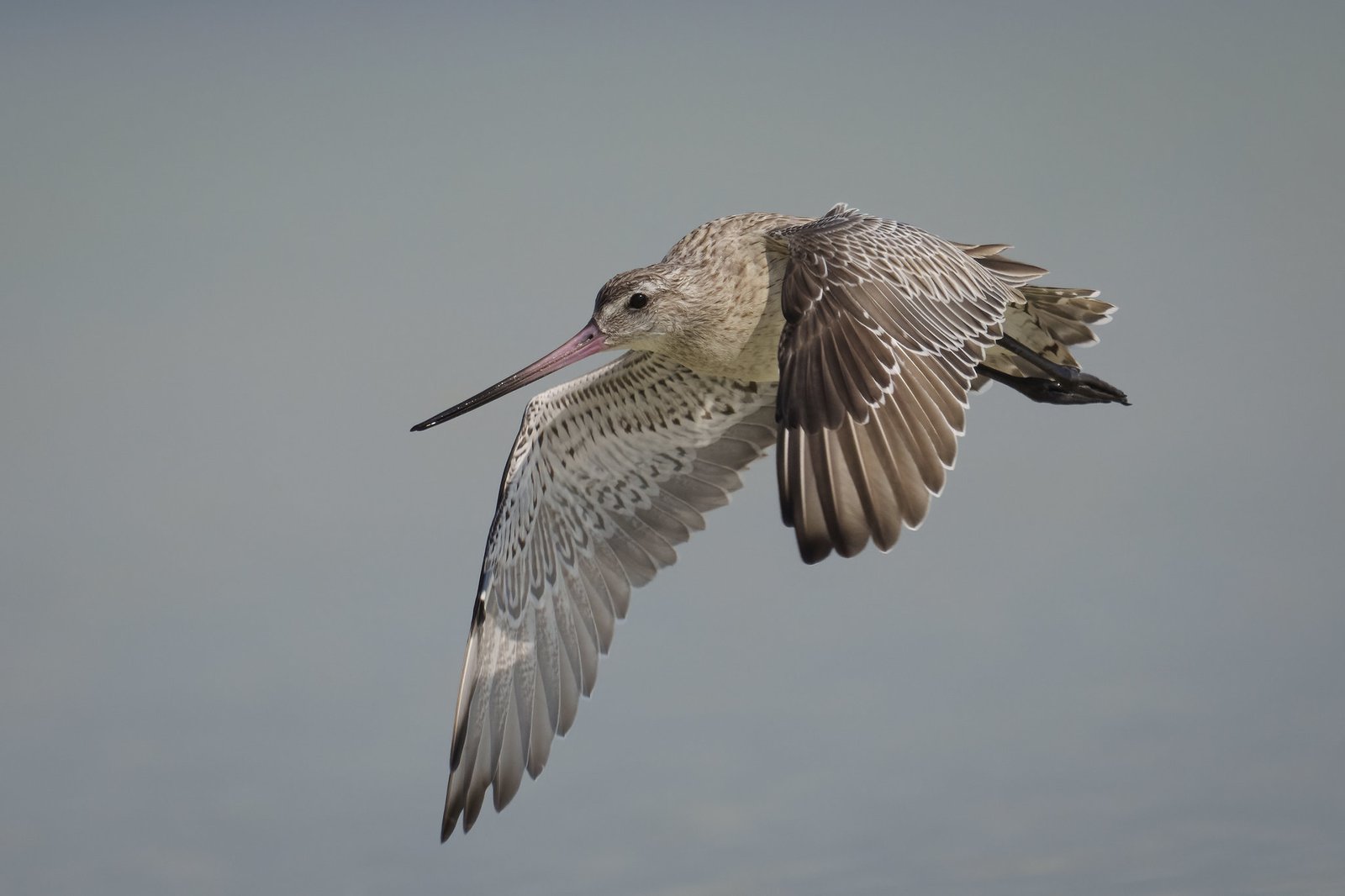 Loài chim bay liền 11 ngày không ăn uống, vượt 13.560 km và sống sót nhờ ăn nội tạng của chính mình- Ảnh 7. Loài chim bay liền 11 ngày không ăn uống, vượt 13.560 km và sống sót nhờ ăn nội tạng của chính mình- Ảnh 7.