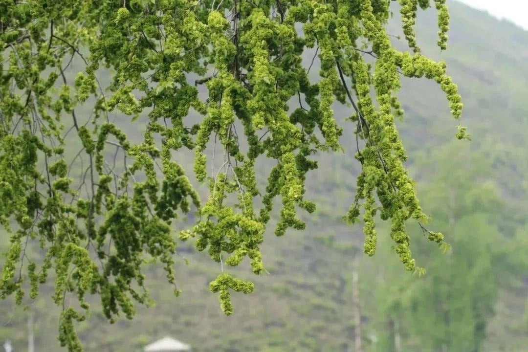 Người xưa dặn kỹ: 5 cây trước nhà KHÔNG nên chặt kẻo tán tài, con cháu lụi bại- Ảnh 2.