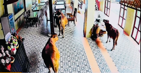 Ngã ngửa với hình ảnh từ camera "mấy ông khách" vào homestay nhà diễn viên Hà Việt Dũng đập đồ- Ảnh 2.