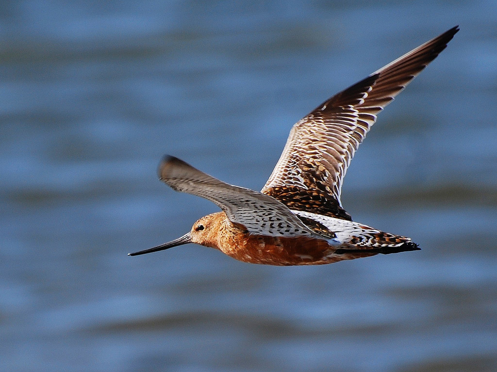 Loài chim bay liền 11 ngày không ăn uống, vượt 13.560 km và sống sót nhờ ăn nội tạng của chính mình- Ảnh 1. Loài chim bay liền 11 ngày không ăn uống, vượt 13.560 km và sống sót nhờ ăn nội tạng của chính mình- Ảnh 1.
