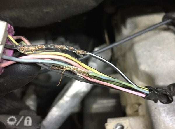 Chuột cắn xe: Cơn ác mộng đốt tiền nhiều chủ xe phải chịu đựng- Ảnh 4.