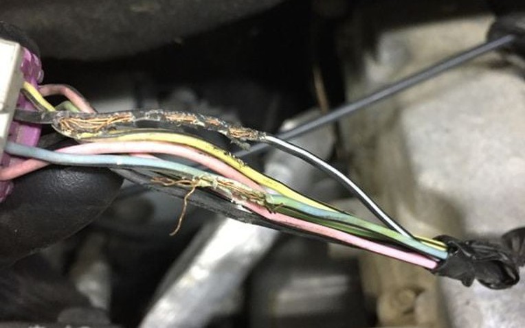 Chuột cắn xe: Cơn ác mộng đốt tiền nhiều chủ xe phải chịu đựng- Ảnh 1.