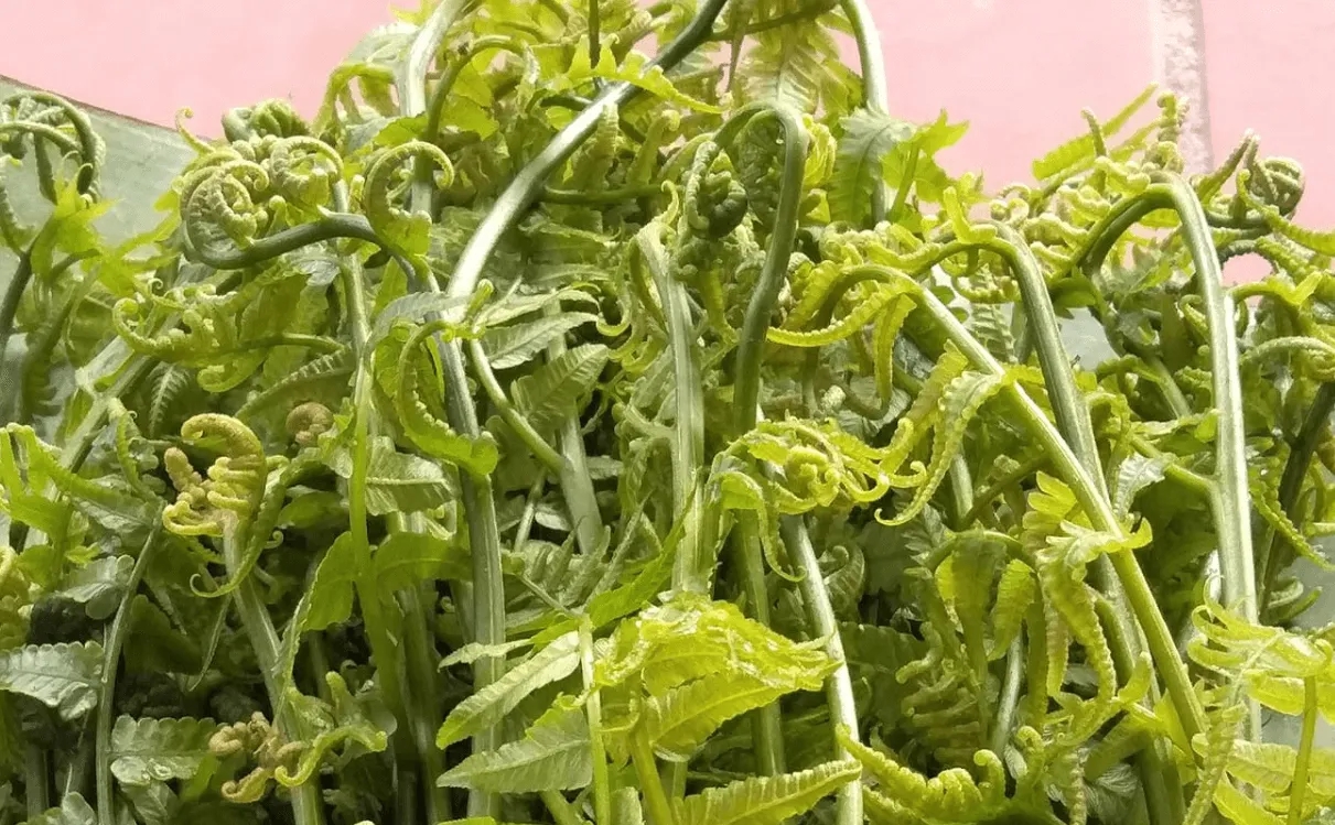 Loại Rau Tốt Như Thuốc Bổ, Người Trung Quốc Ví Là 