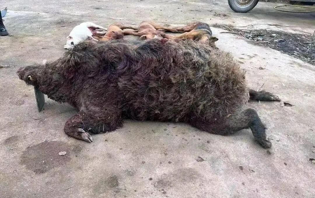 Lợn rừng nặng 200kg từng hạ vô số chó săn trong một năm: Liệu chúng có thực sự nguy hiểm hơn hổ?- Ảnh 3. Lợn rừng nặng 200kg từng hạ vô số chó săn trong một năm: Liệu chúng có thực sự nguy hiểm hơn hổ?- Ảnh 3.