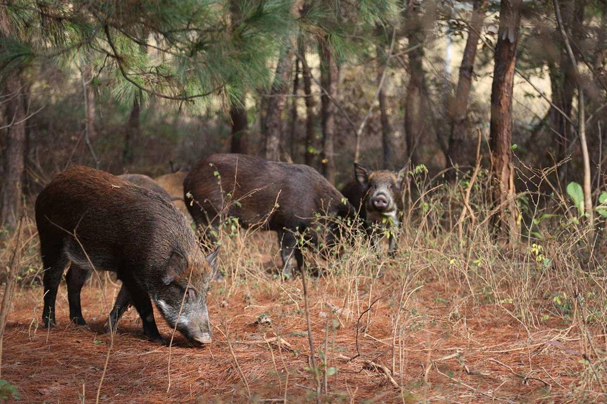 Lợn rừng nặng 200kg từng hạ vô số chó săn trong một năm: Liệu chúng có thực sự nguy hiểm hơn hổ?- Ảnh 1. Lợn rừng nặng 200kg từng hạ vô số chó săn trong một năm: Liệu chúng có thực sự nguy hiểm hơn hổ?- Ảnh 1.