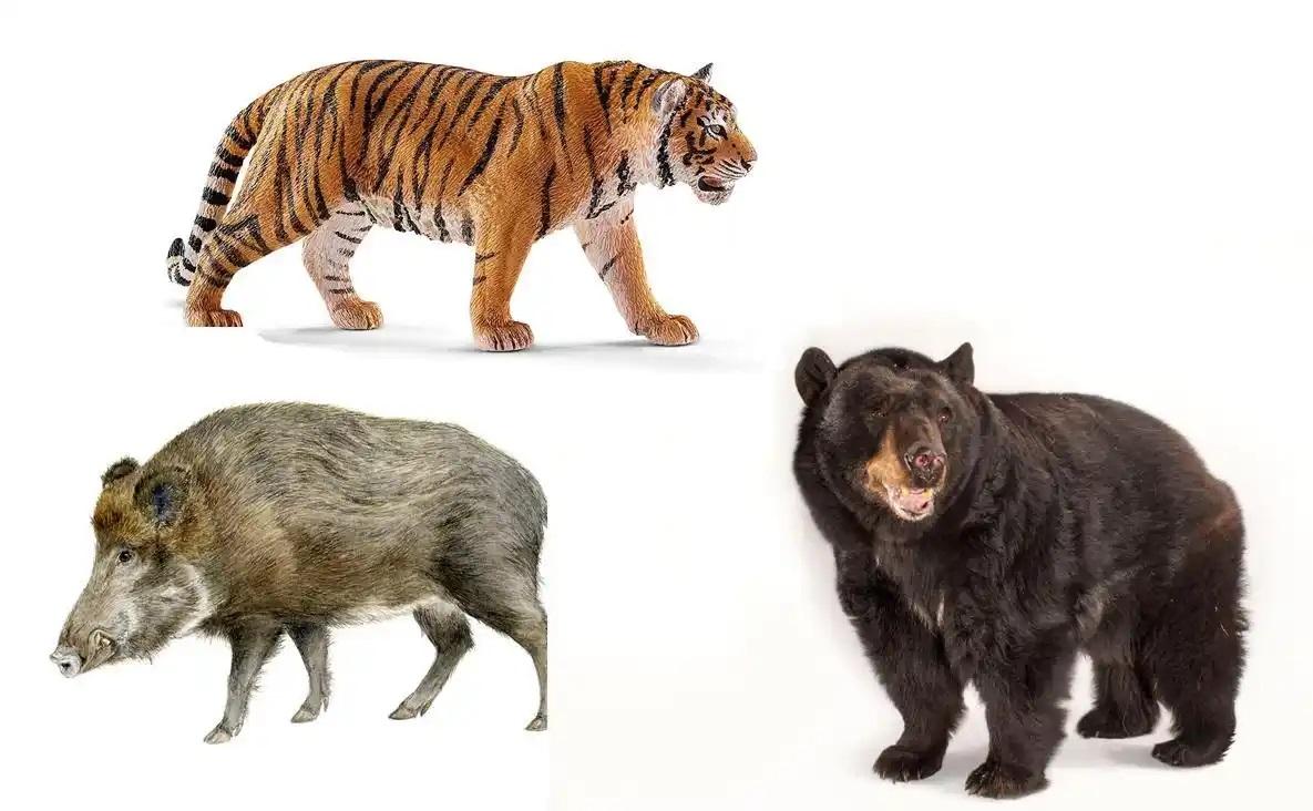 Lợn rừng nặng 200kg từng hạ vô số chó săn trong một năm: Liệu chúng có thực sự nguy hiểm hơn hổ?- Ảnh 4. Lợn rừng nặng 200kg từng hạ vô số chó săn trong một năm: Liệu chúng có thực sự nguy hiểm hơn hổ?- Ảnh 4.