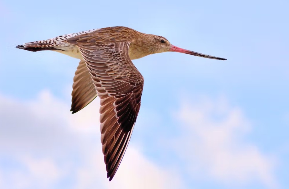 Loài chim bay liền 11 ngày không ăn uống, vượt 13.560 km và sống sót nhờ ăn nội tạng của chính mình- Ảnh 6. Loài chim bay liền 11 ngày không ăn uống, vượt 13.560 km và sống sót nhờ ăn nội tạng của chính mình- Ảnh 6.