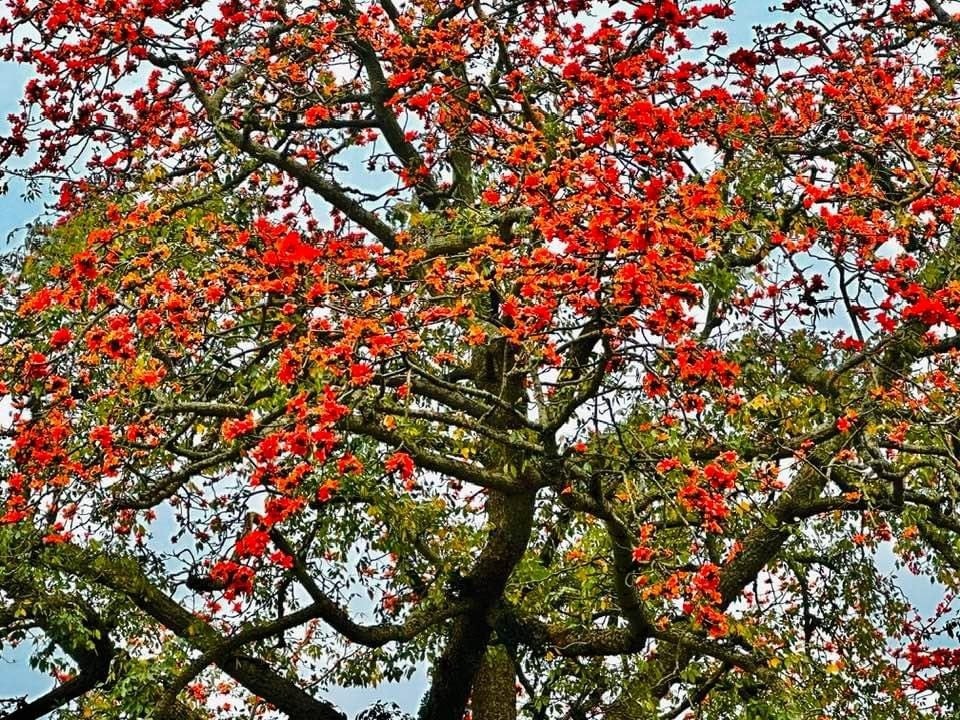 Người xưa dặn kỹ: 5 cây trước nhà KHÔNG nên chặt kẻo tán tài, con cháu lụi bại- Ảnh 3.