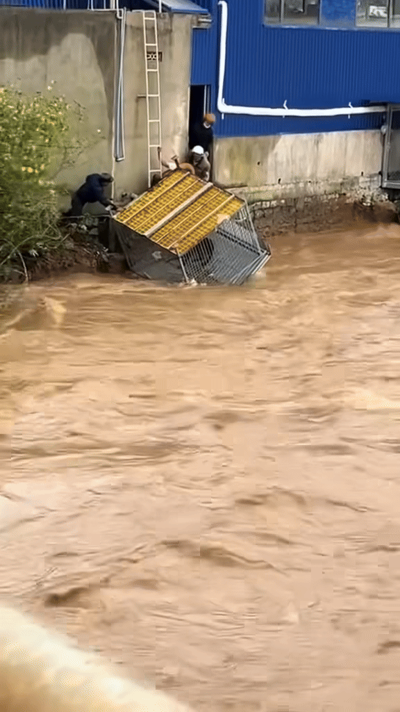 Khoảnh khắc giải cứu những ch&uacute; c&uacute;n giữa mưa lũ lịch sử ở miền Trung: V&igrave; sinh mạng n&agrave;o cũng qu&yacute; gi&aacute;- Ảnh 3.