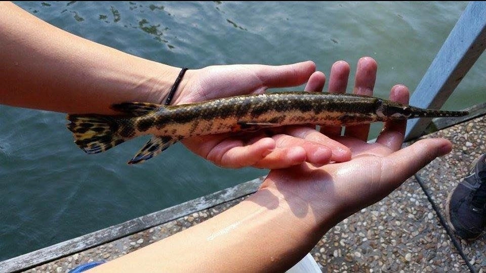 Những bộ phận của cá chứa chất cực độc: Số 1 nhiều người Việt ăn để "bổ thận tráng dương"- Ảnh 1.